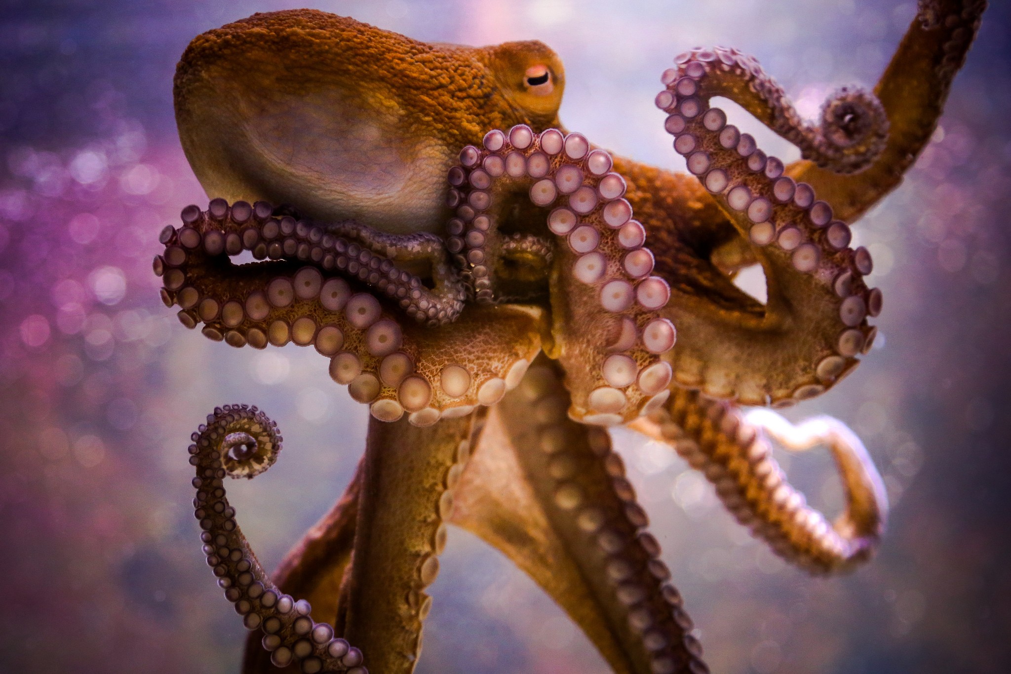 General 2048x1365 animals octopus bokeh closeup