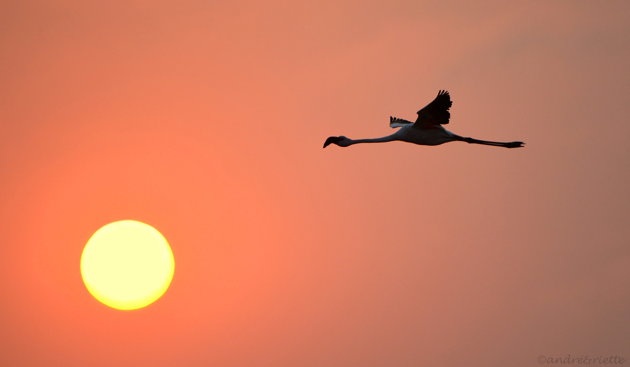General 2048x1194 flamingos animals birds orange sky Sun wings flying nature low light watermarked