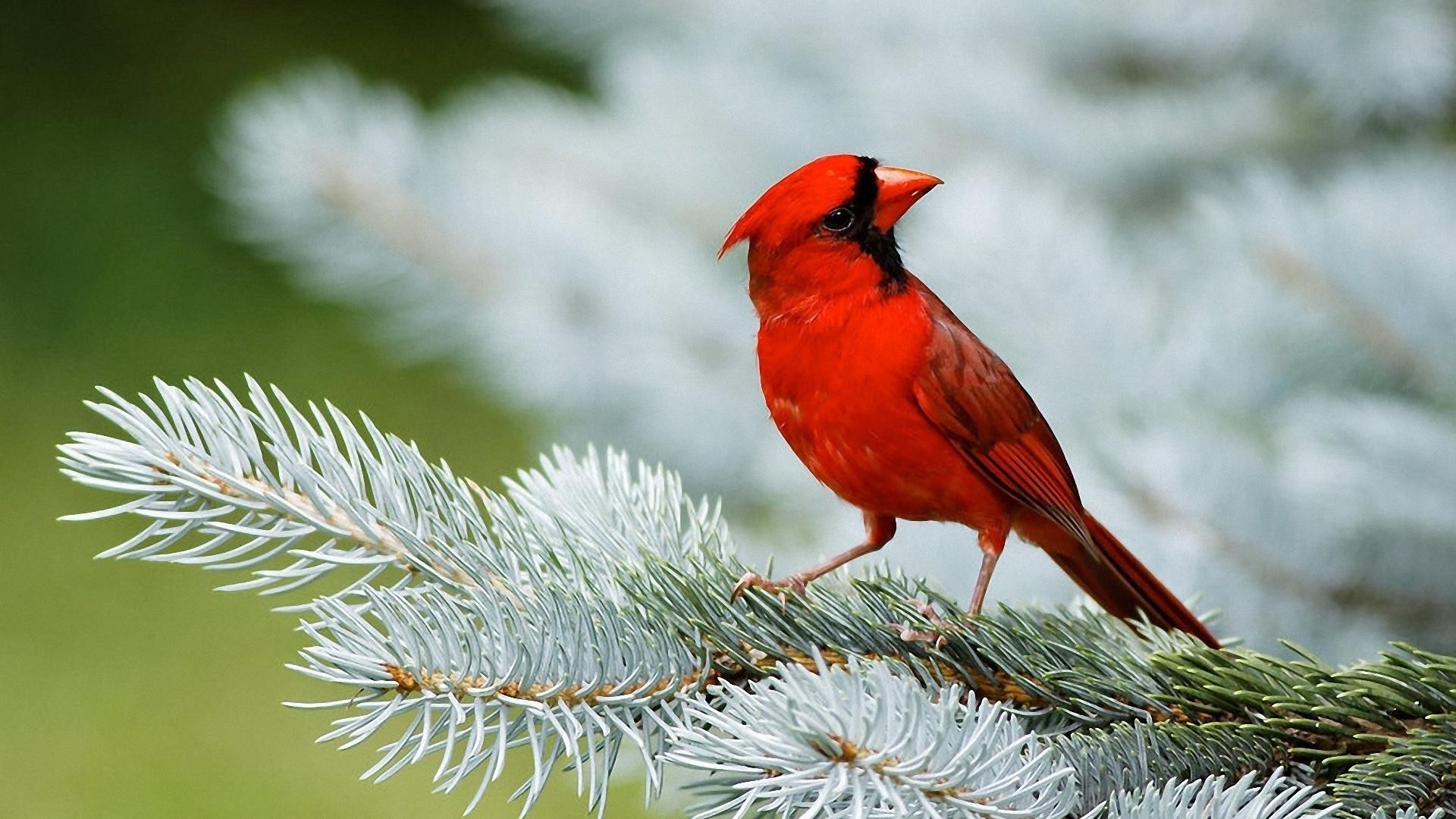 General 1920x1080 animals birds cardinals red twigs