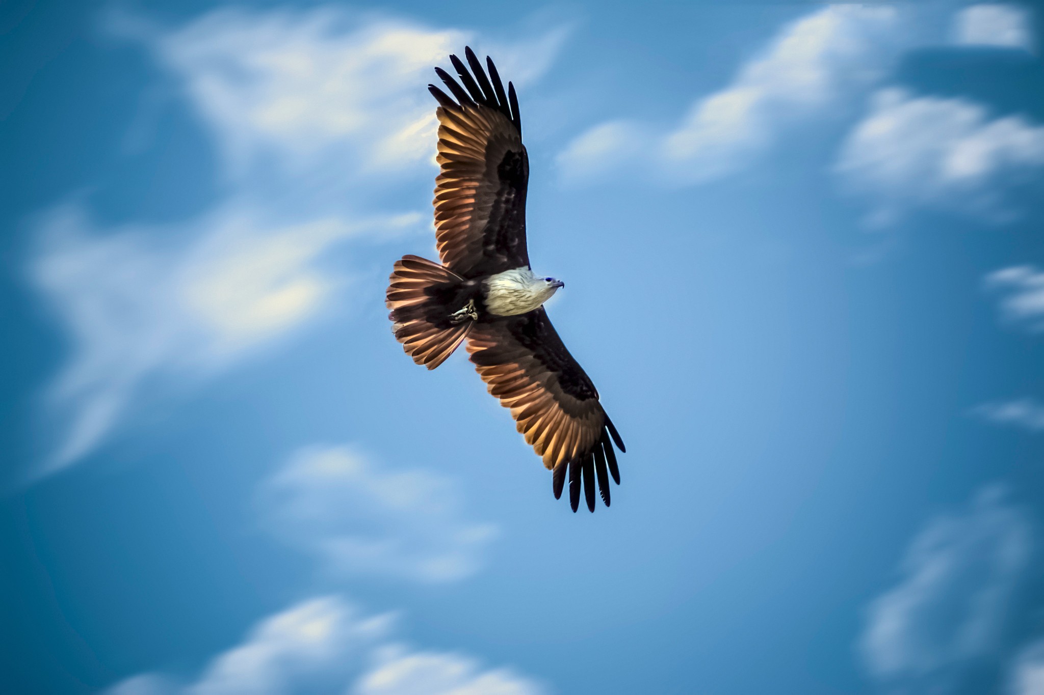 General 2048x1365 animals eagle flying birds sky wings