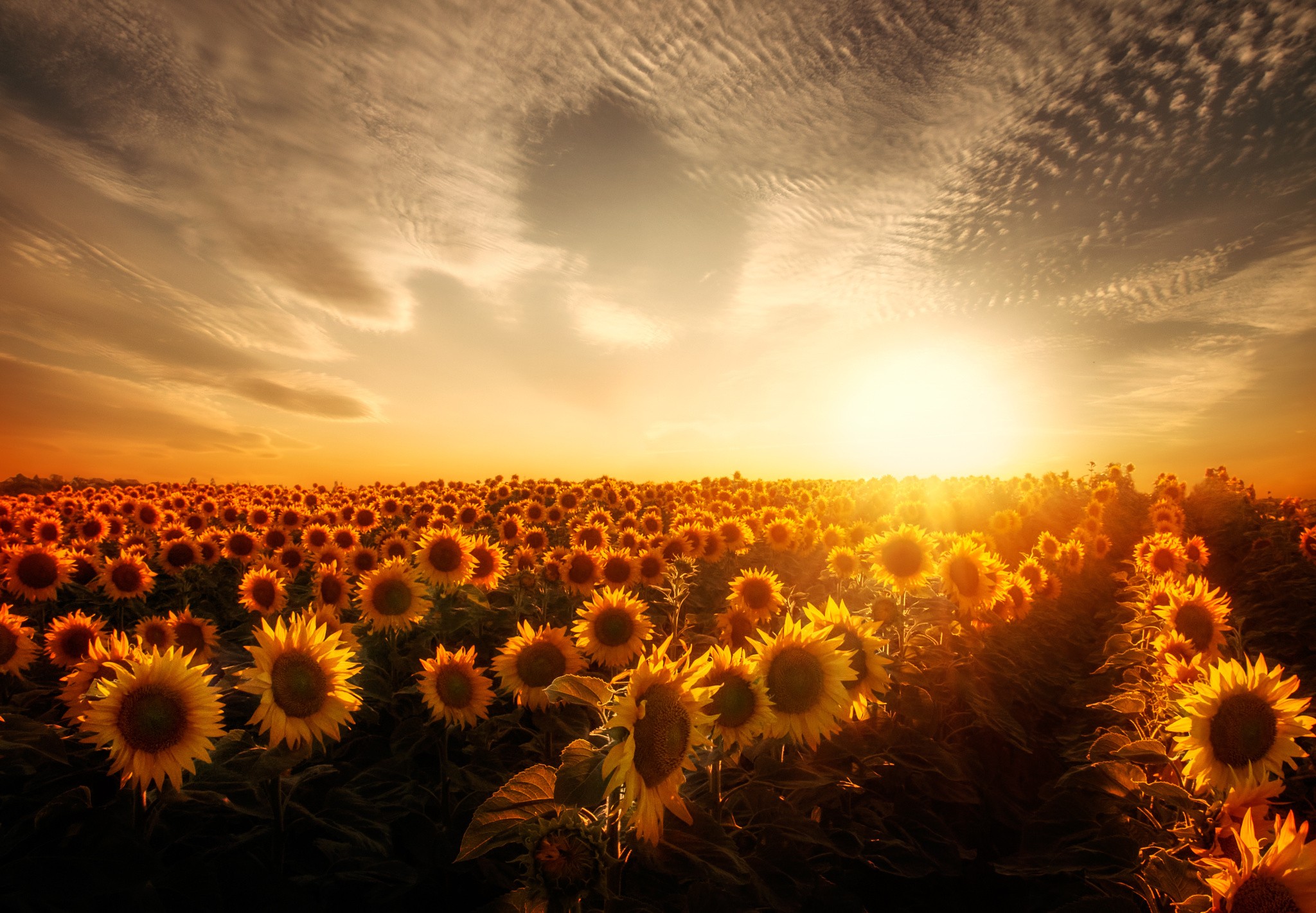 General 2048x1421 sunflowers sunset Agro (Plants) field flowers plants sky sunlight outdoors yellow flowers