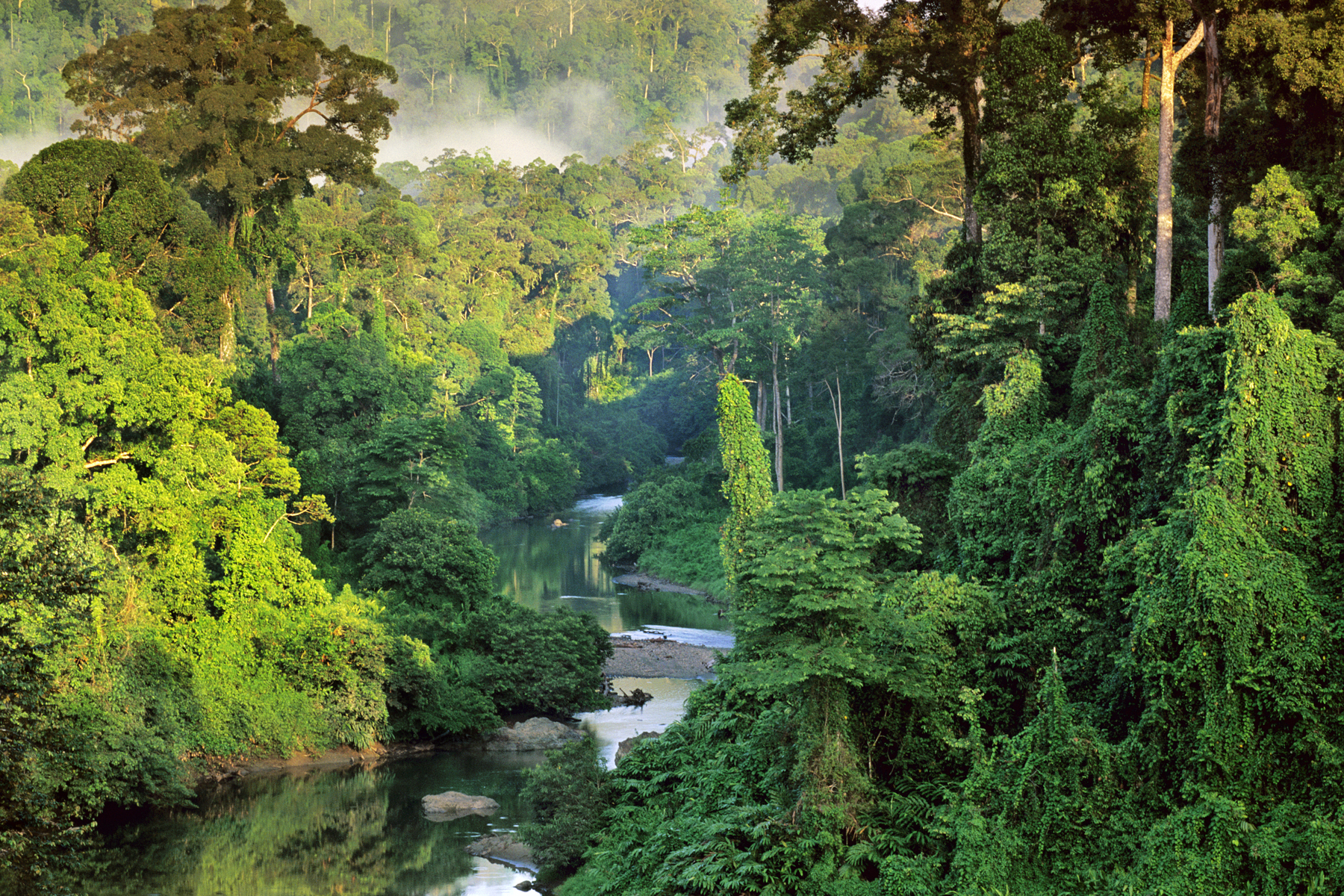 General 1800x1200 nature landscape National Geographic trees Borneo Malaysia forest jungle river mist tropical forest