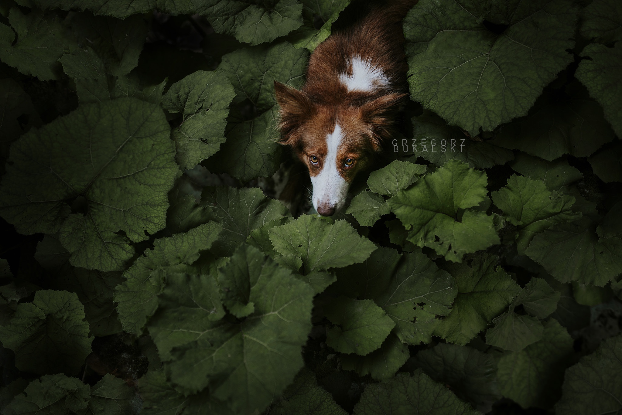 General 2048x1367 leaves plants animals dog closeup watermarked