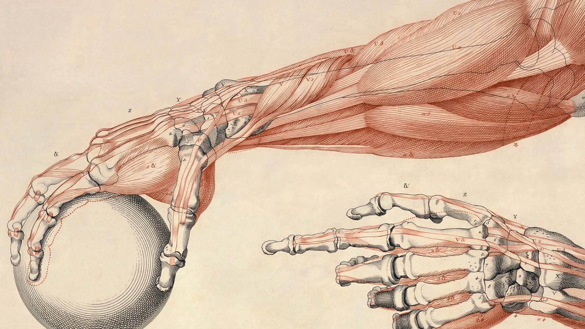 General 1920x1080 anatomy muscles bones ball arms hands simple background digital art