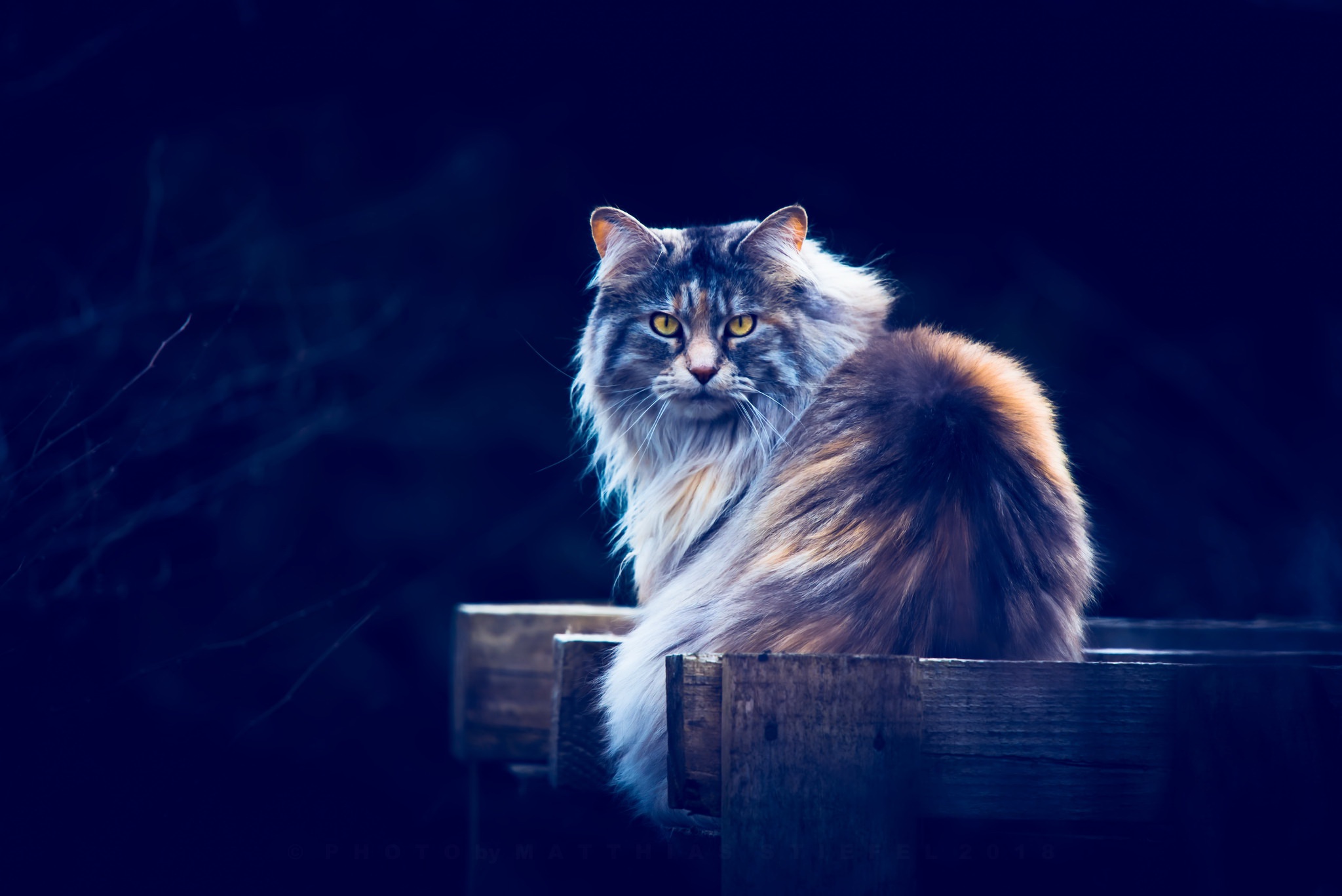General 2048x1367 animals cats yellow eyes blue background