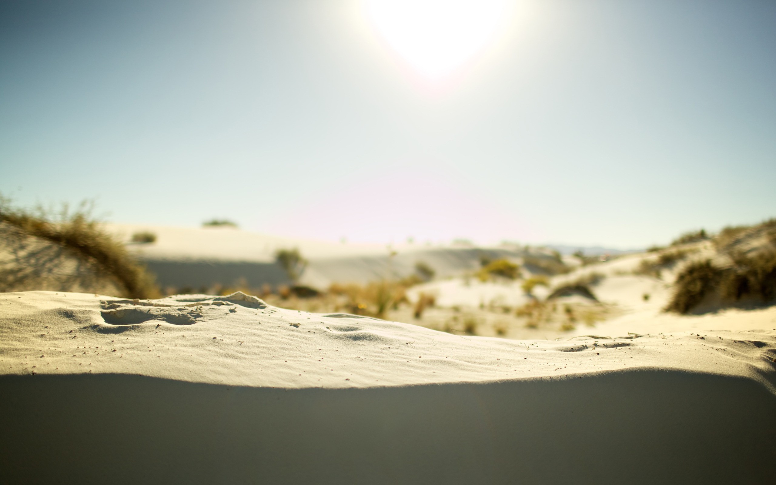General 2560x1600 dunes sand plants outdoors