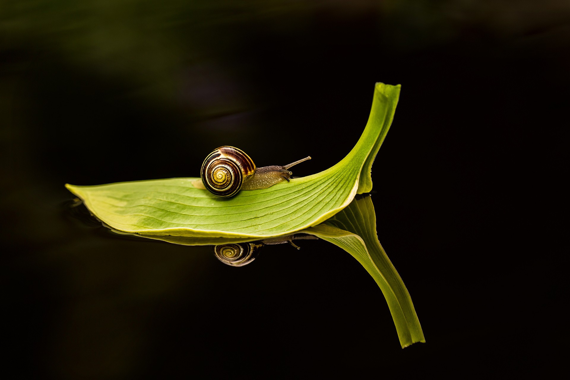 General 1920x1280 snail water leaves reflection macro animals plants