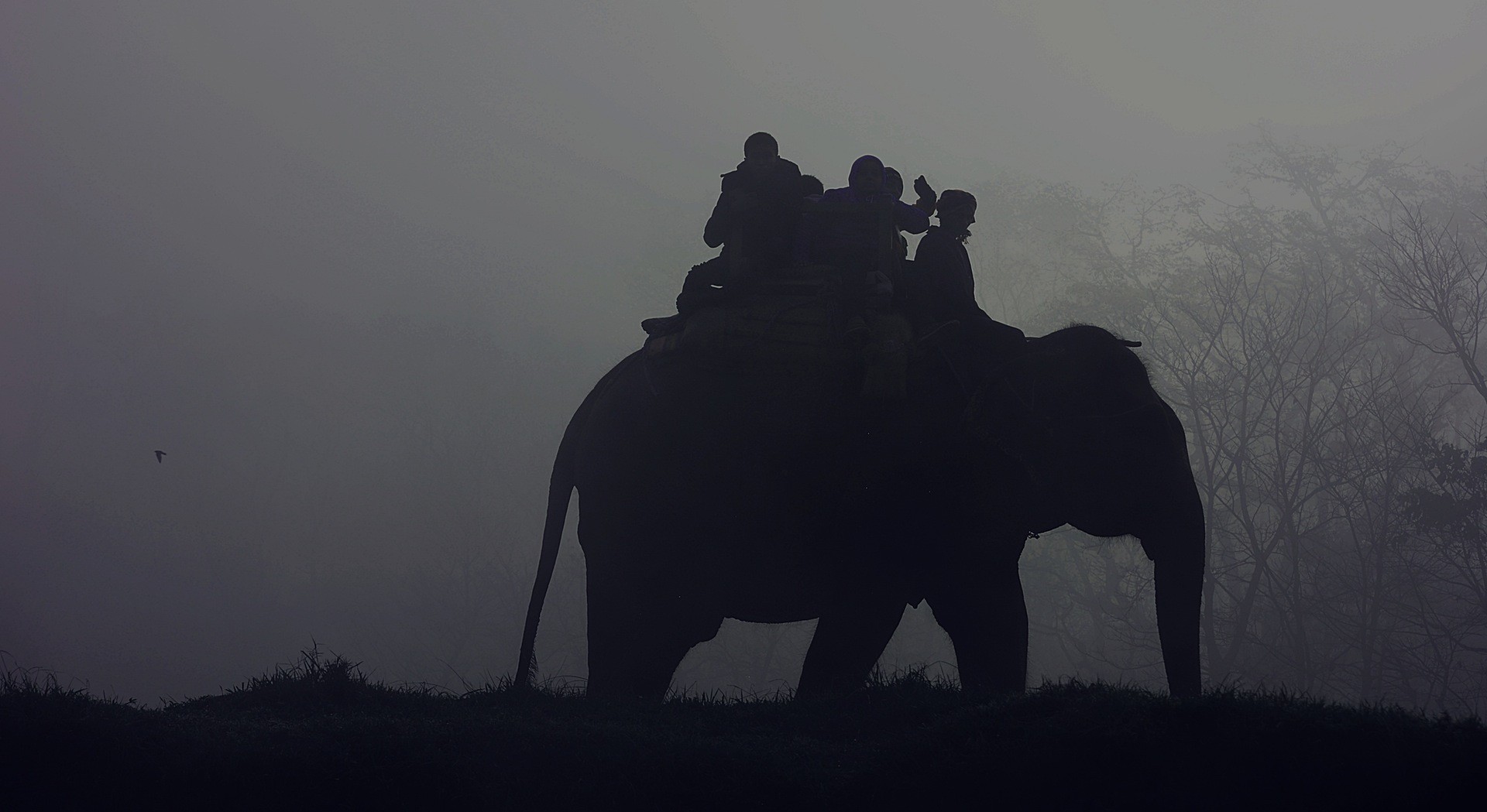General 1920x1049 nature elephant people mist gray