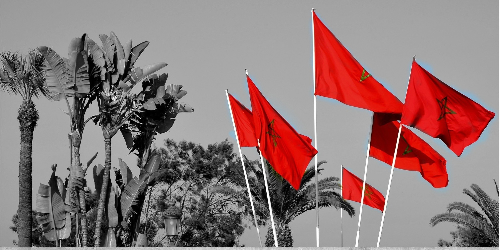 General 2000x1000 Morocco flag red selective coloring trees palm trees