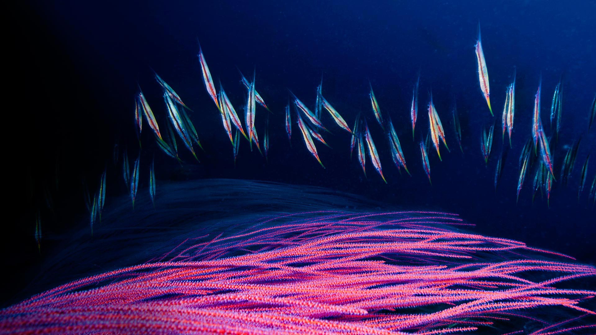 General 1920x1080 nature underwater sea animals fish colorful deep sea