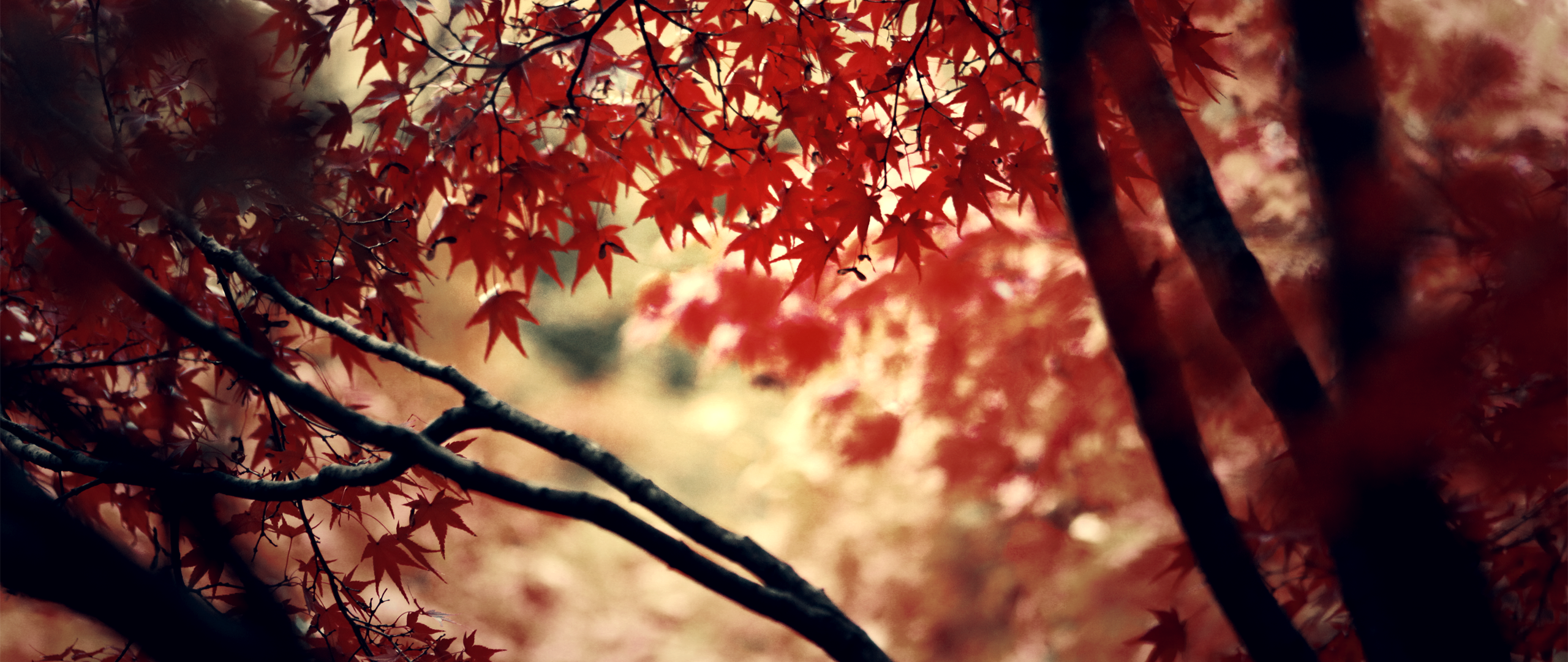 General 2560x1080 ultrawide depth of field nature maple leaves trees fall