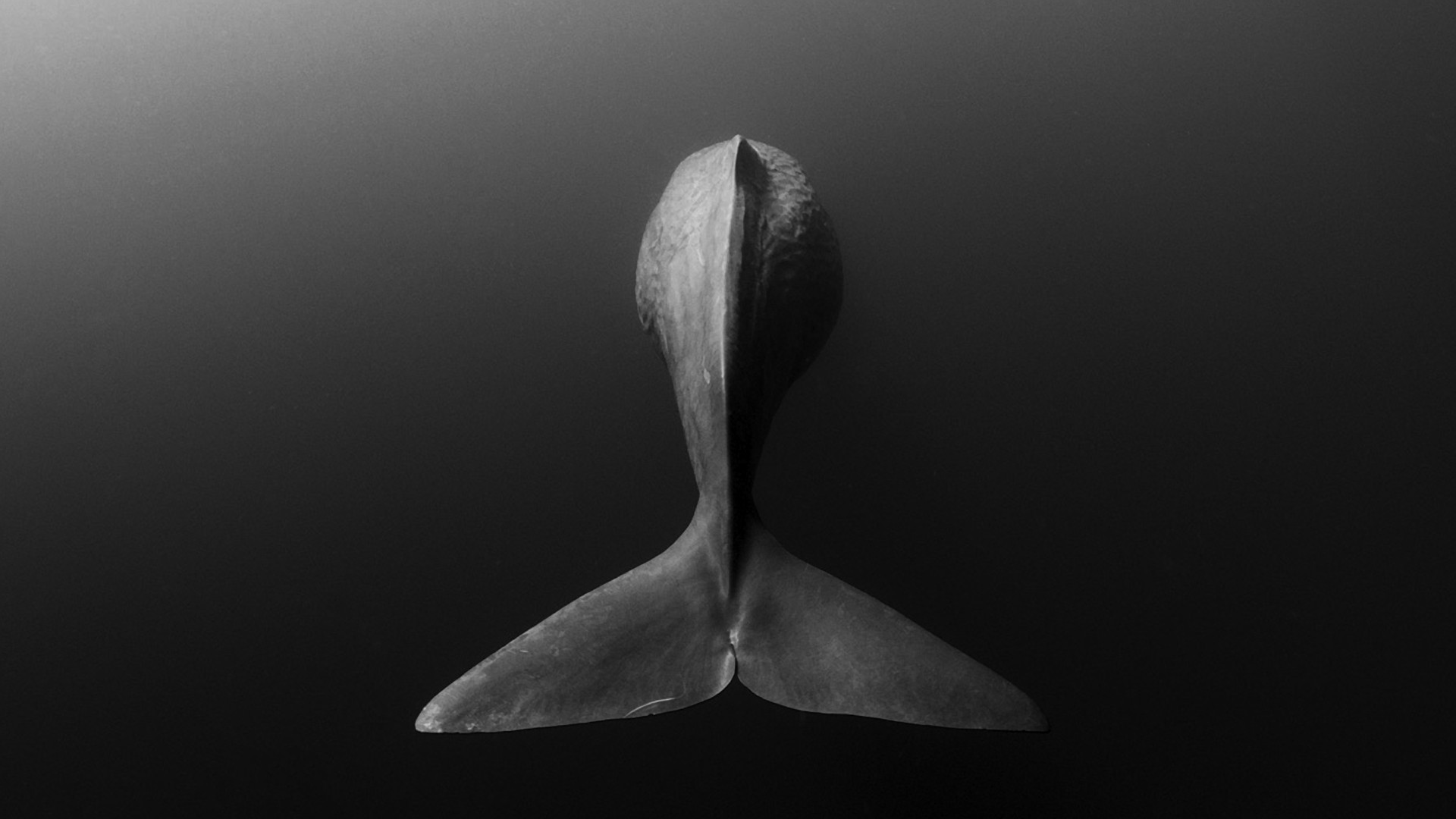 General 1920x1080 animals whale monochrome Sperm Whale simple background