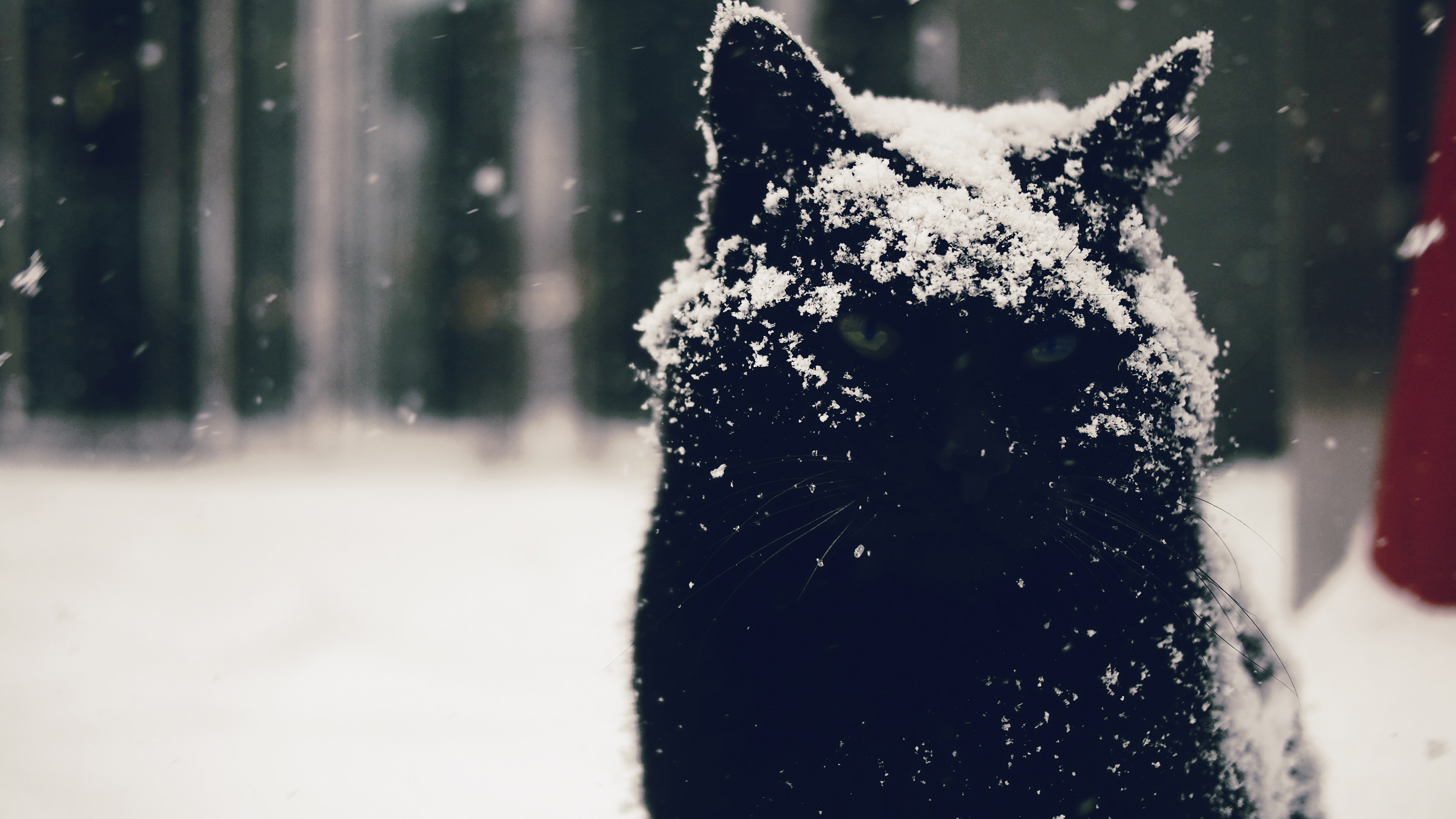 General 3840x2160 snow snowdrops cats animals