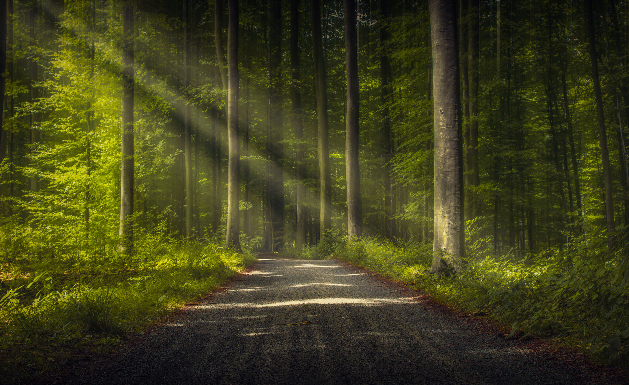 General 2048x1253 trees road forest nature sun rays dirt road deep forest