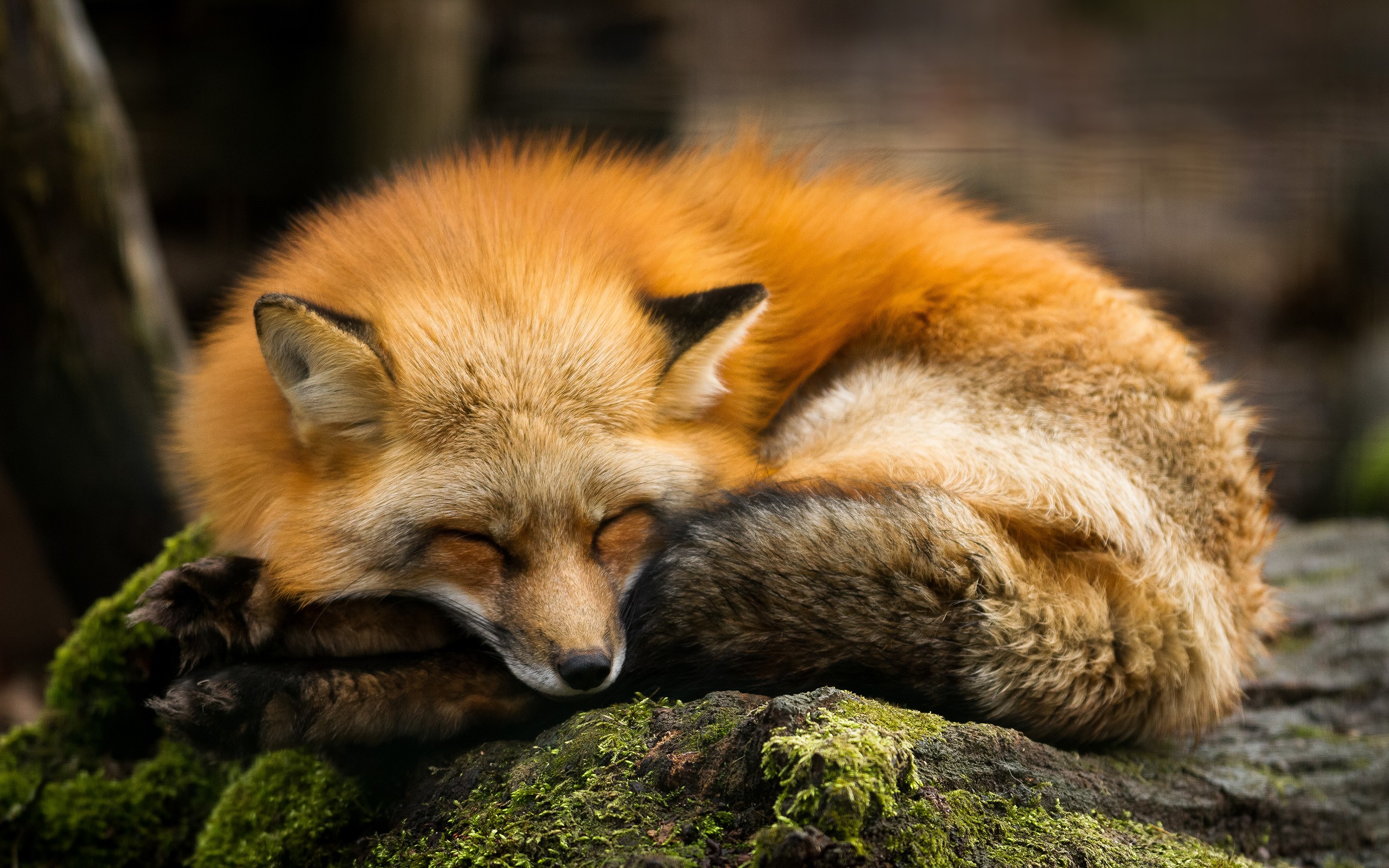 General 2560x1600 fox nature animals sleeping