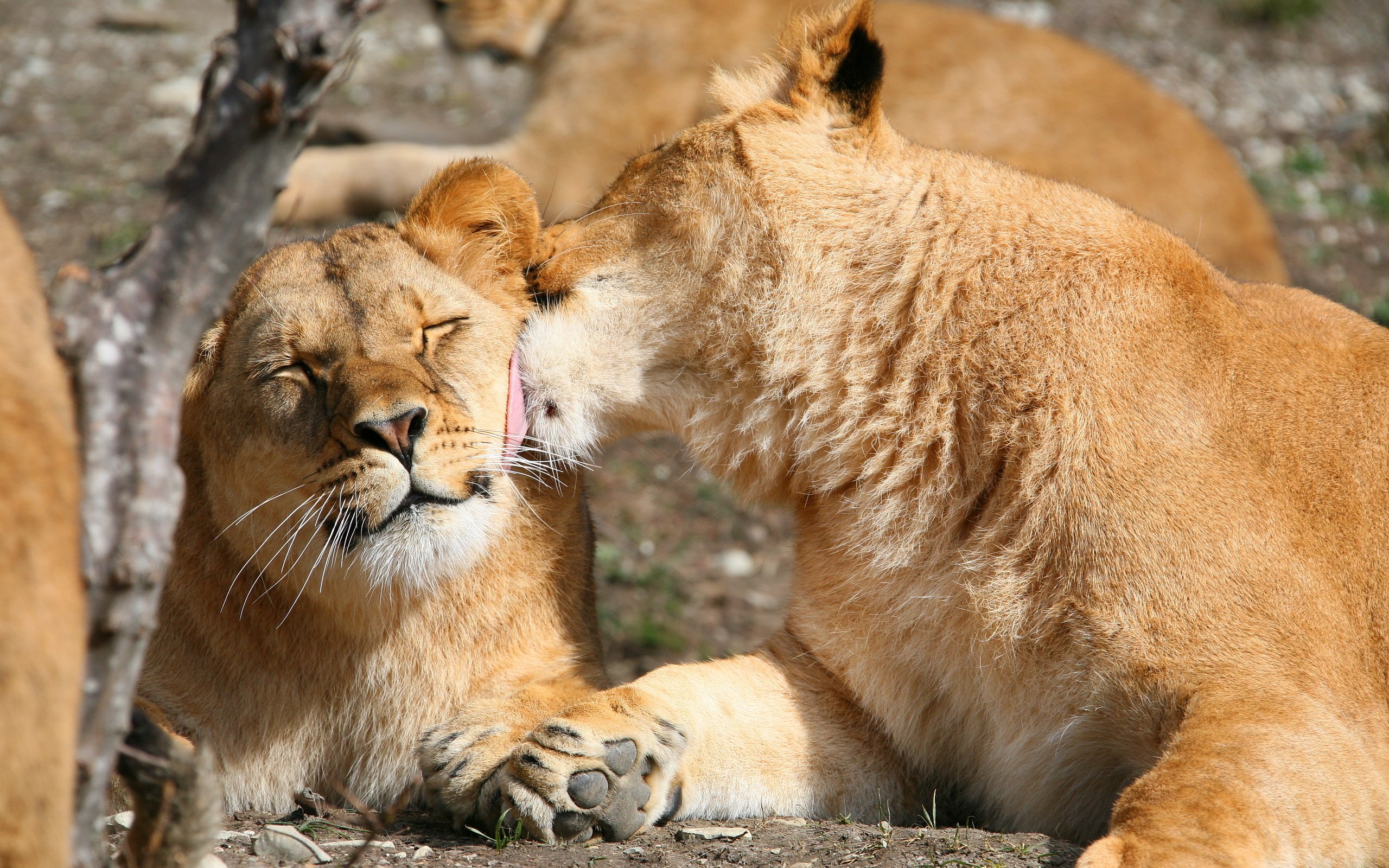 General 2560x1600 lion animals nature photography closeup licking