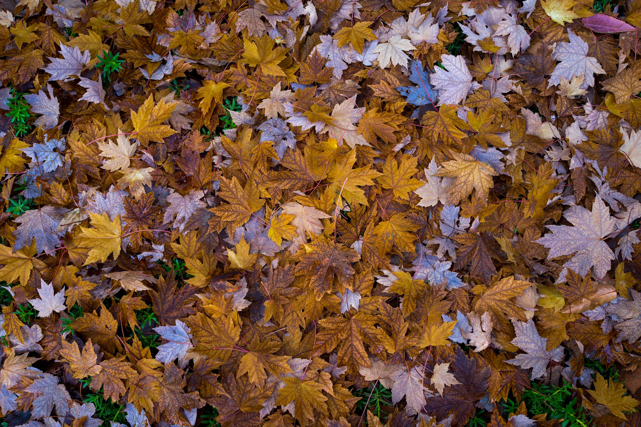 General 2048x1365 fall leaves nature outdoors