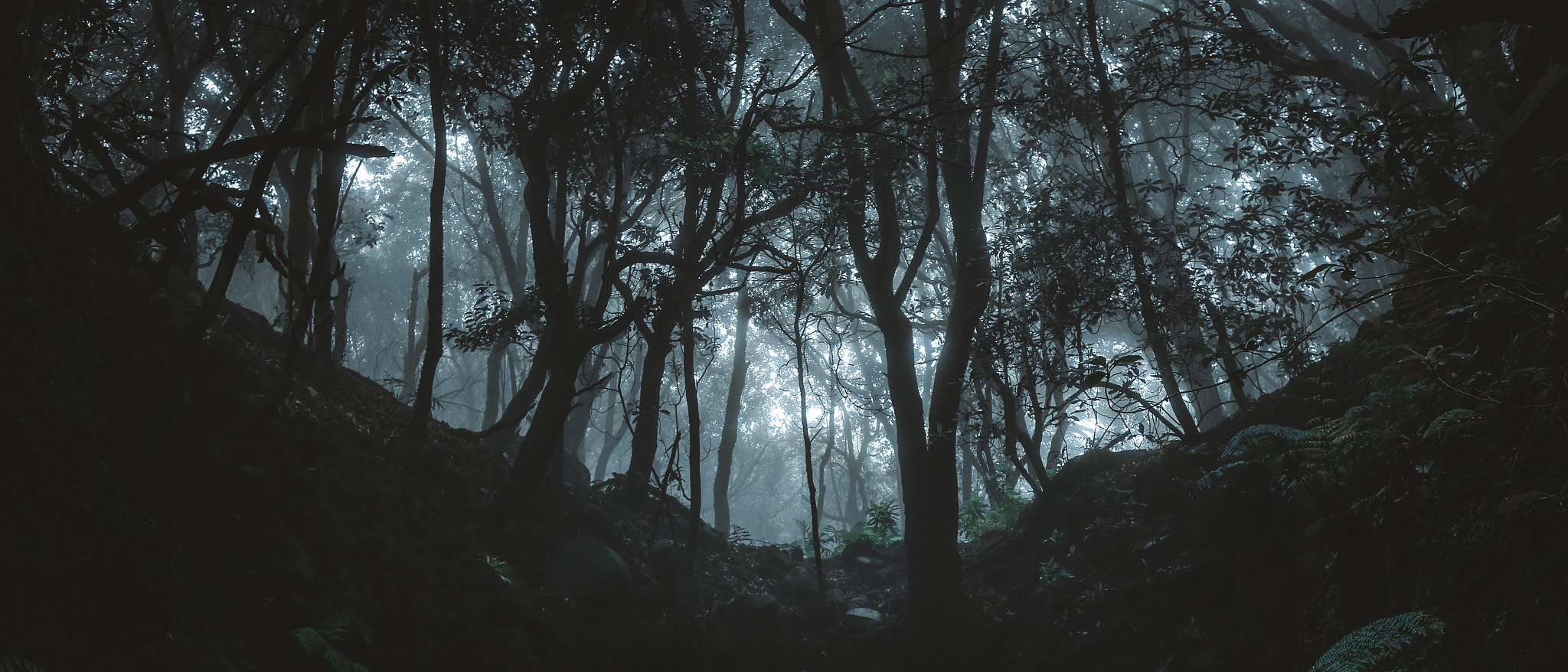 General 2048x878 500px dark forest trees mist creepy