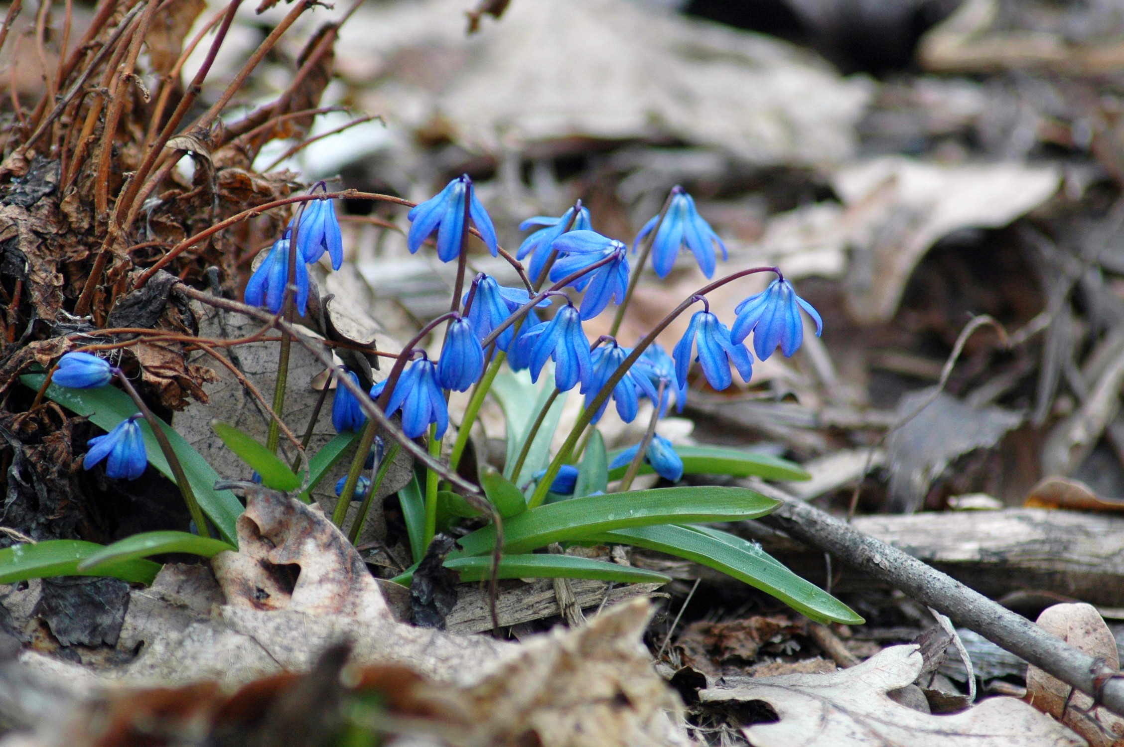 General 2256x1500 plants flowers blue flowers depth of field nature spring closeup macro
