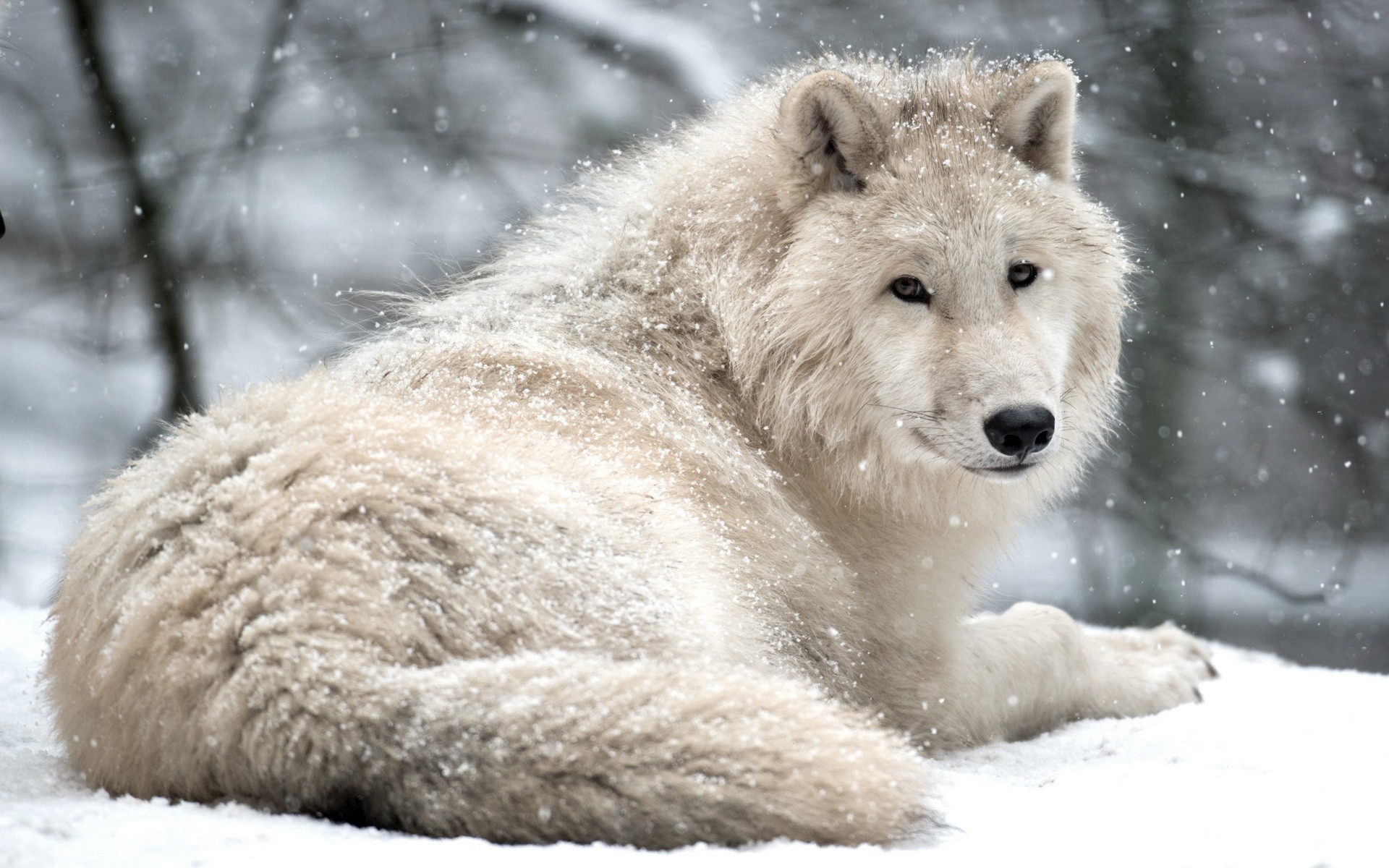 General 1920x1200 wolf animals snow winter mammals nature closeup