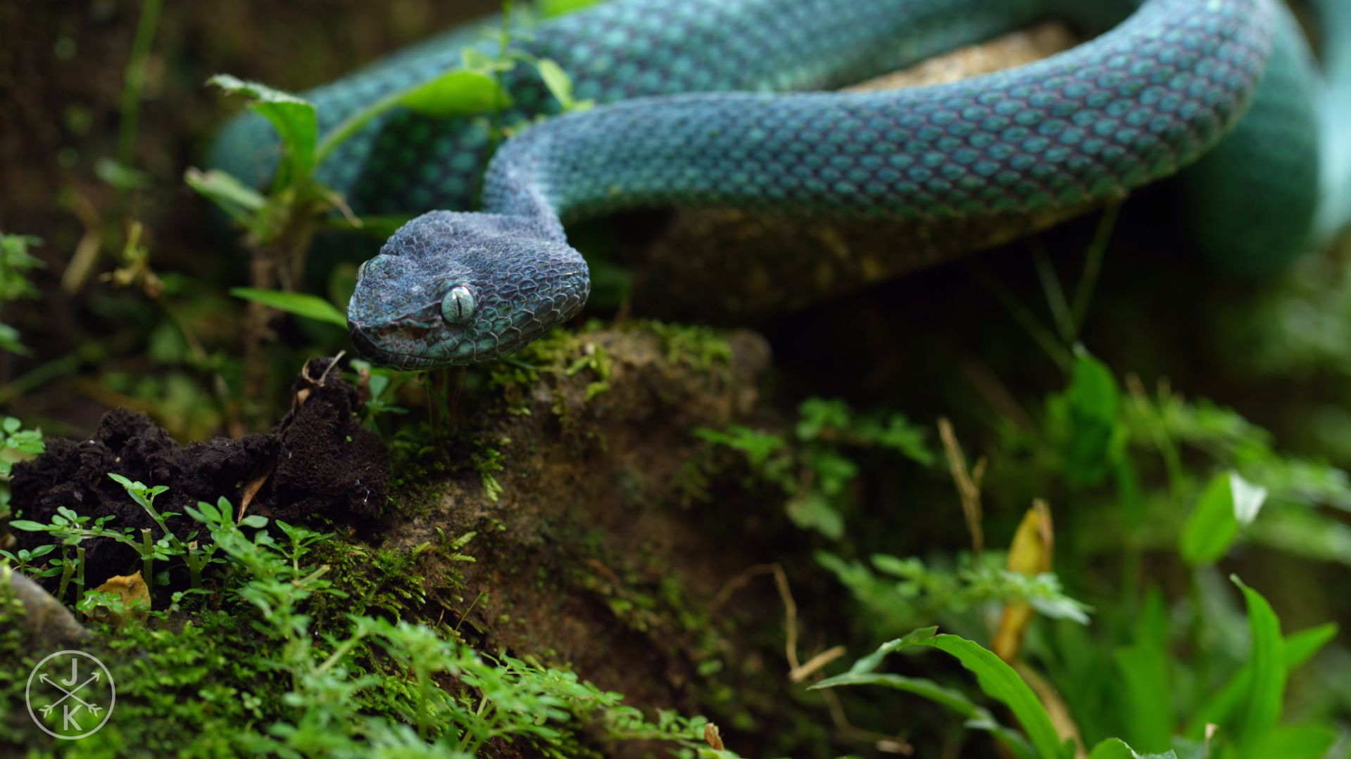 General 1919x1079 reptiles green animals snake