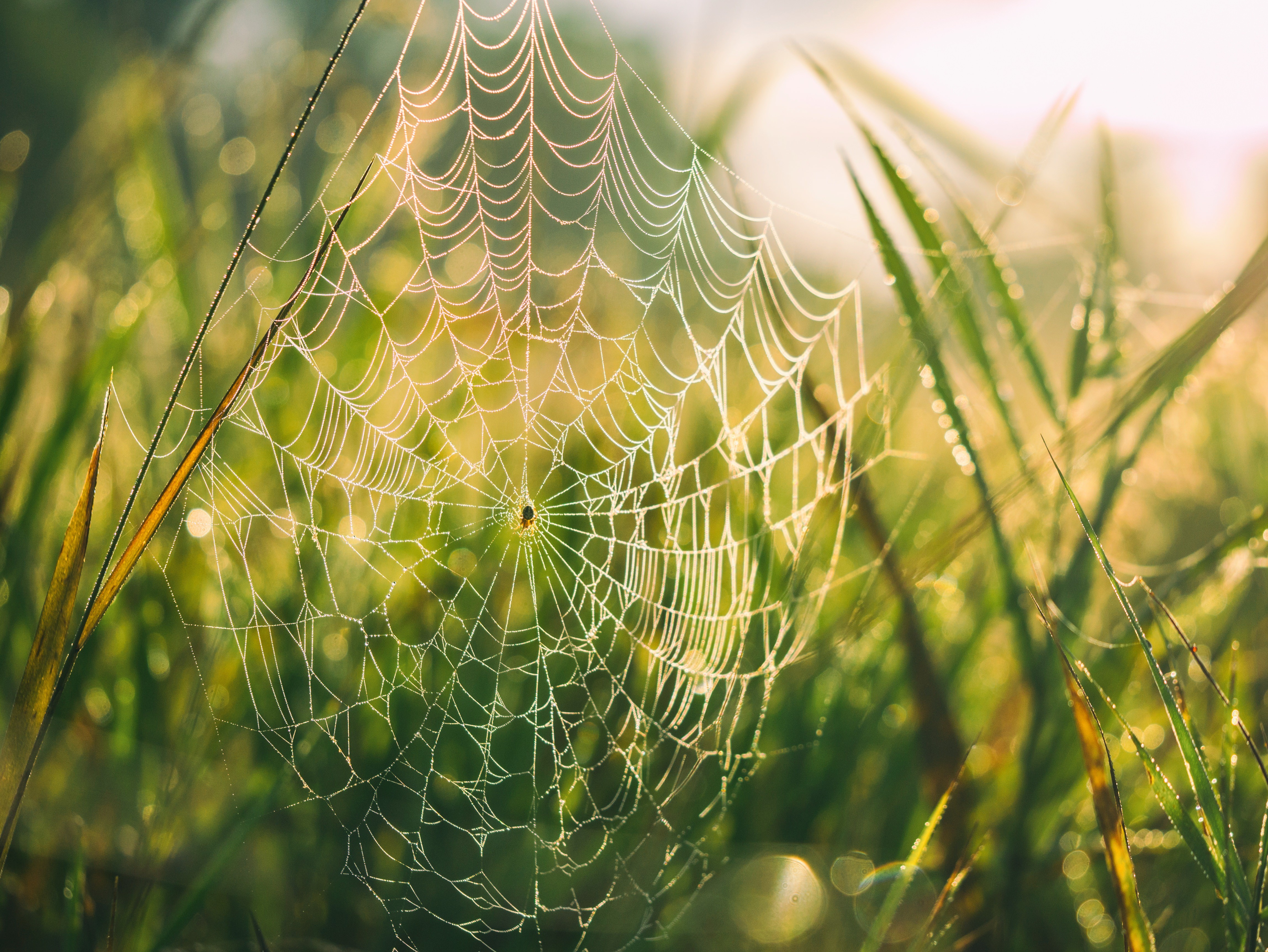 General 4592x3448 landscape spiderwebs spider dew grass vibrant summer closeup