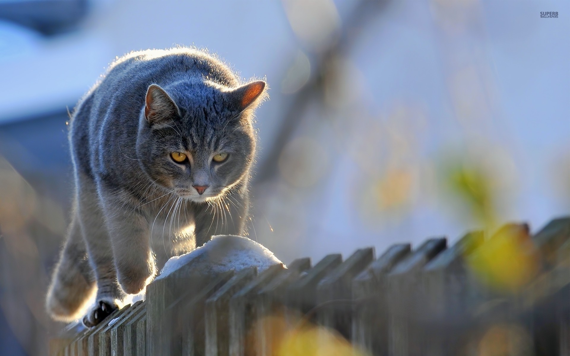 General 1920x1200 animals cats feline mammals fence outdoors closeup whiskers cat eyes sunlight fur wood blurred blurry background