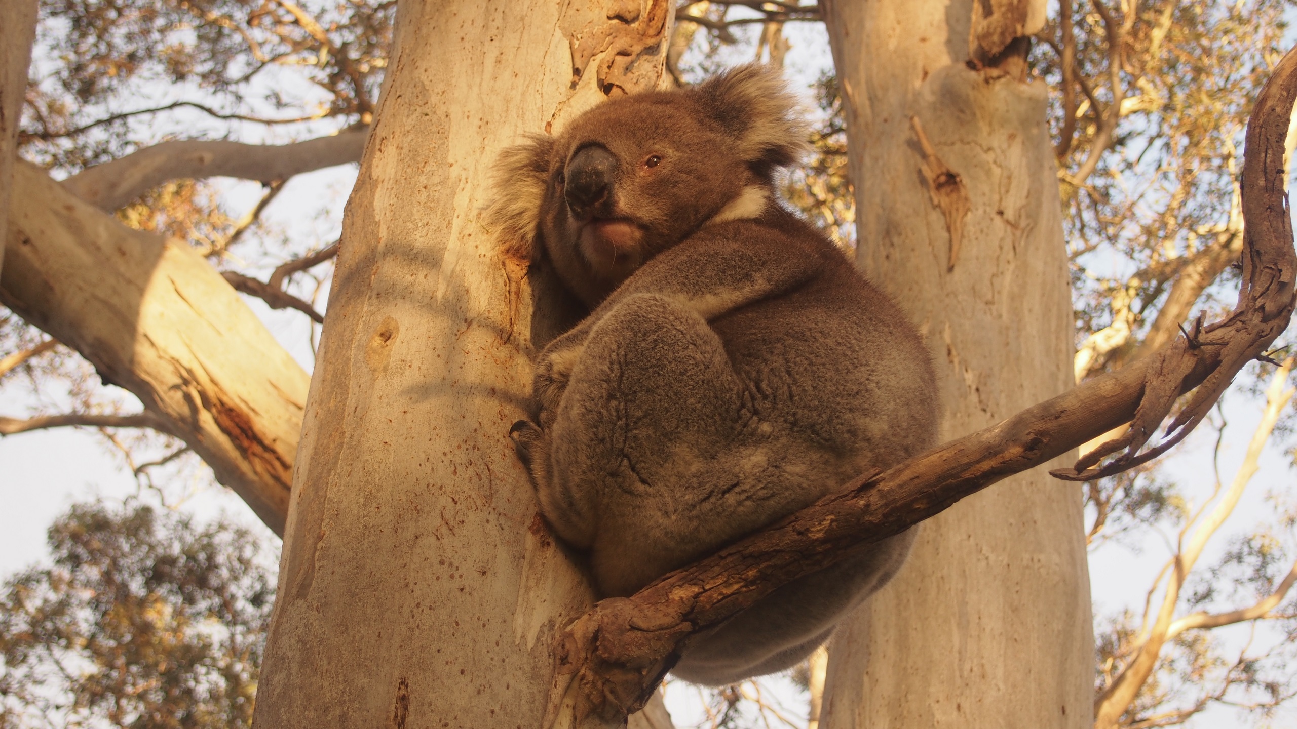 General 2560x1440 koalas Australia south australia wildlife nature animals marsupial trees branch outdoors