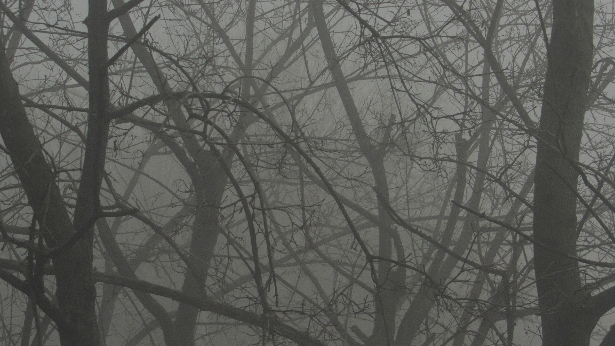 General 2383x1340 trees mist nature branch monochrome