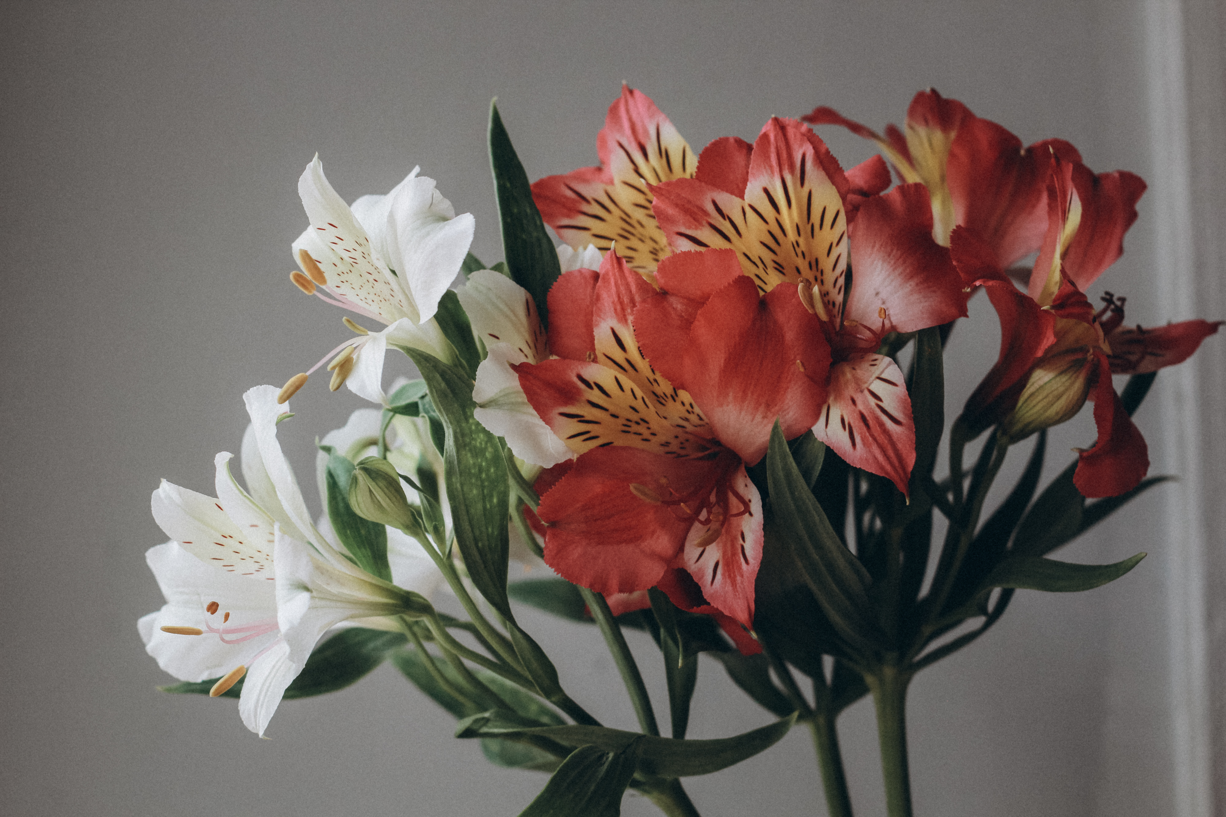 General 4000x2667 red flowers flowers nature