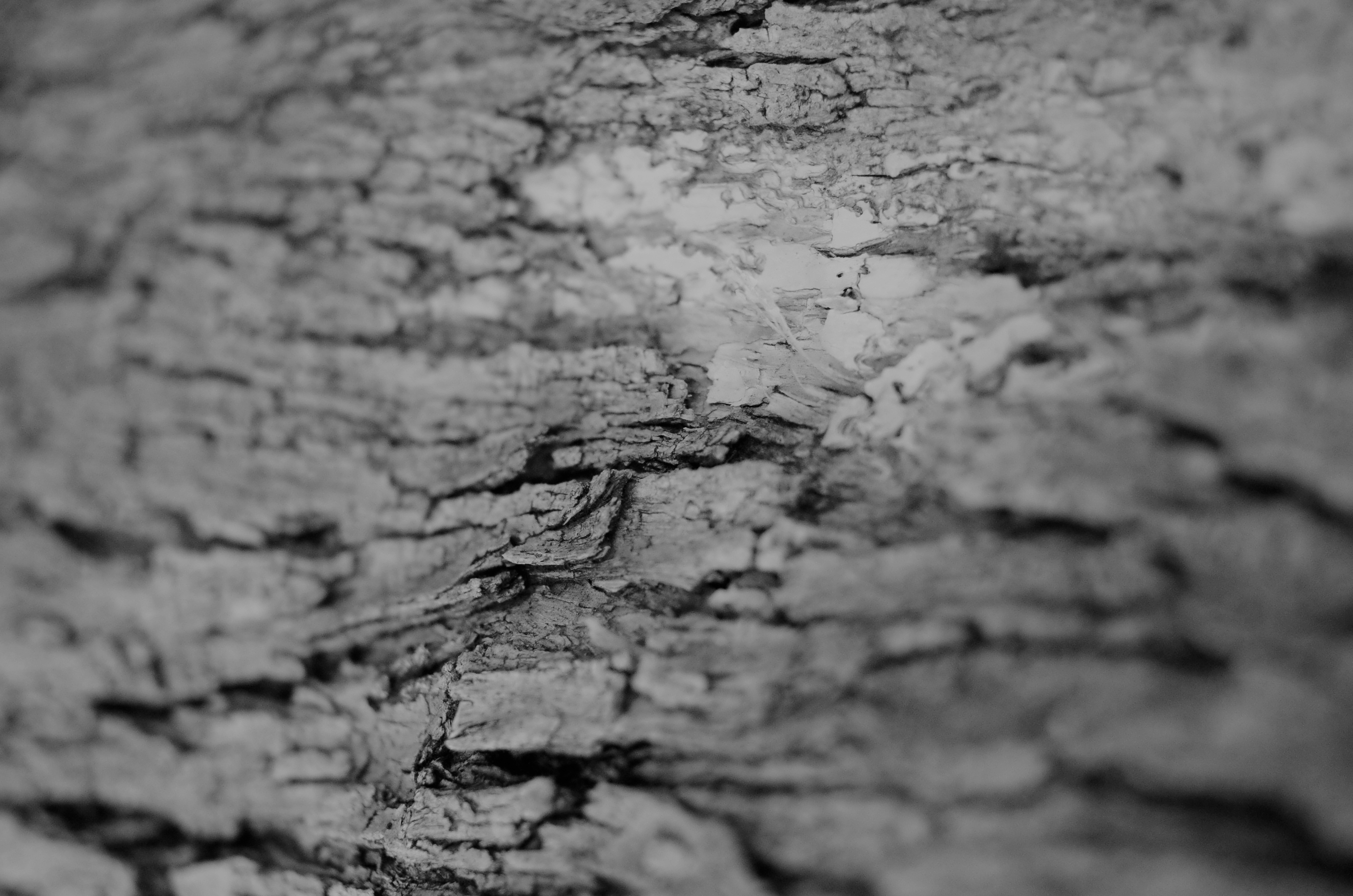 General 4928x3264 nature monochrome wood texture wood texture photography depth of field closeup simple background minimalism