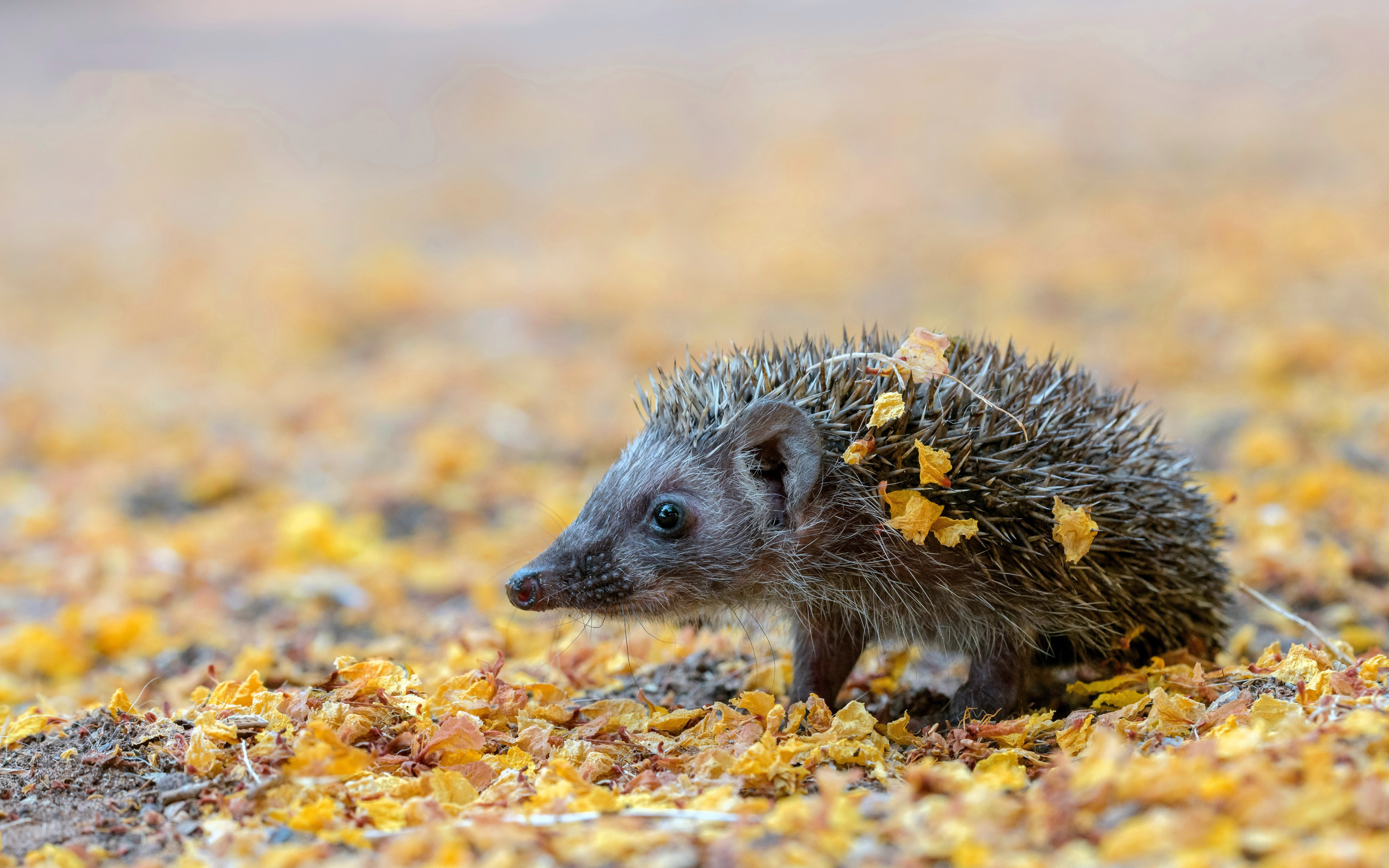 General 4678x2924 animals hedgehog nature outdoors blurred blurry background leaves fallen leaves fall mammals closeup