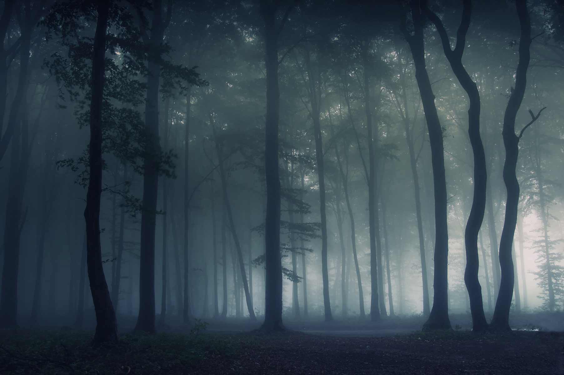 General 1804x1200 nature forest mist trees dark creepy deep forest